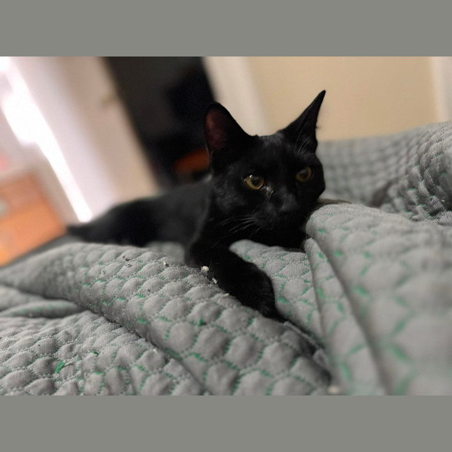 Photo of Dexter
