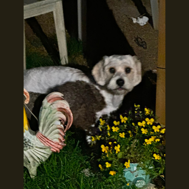 Photo of Chief