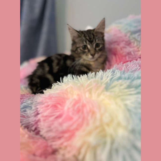 Photo of Jesse   Located In Surrey Hills 