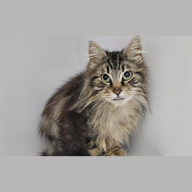 Photo of Gizmo
