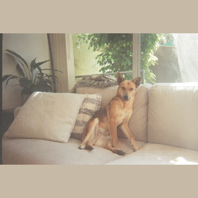 Photo of Patch   1 Year Old Kelpie X