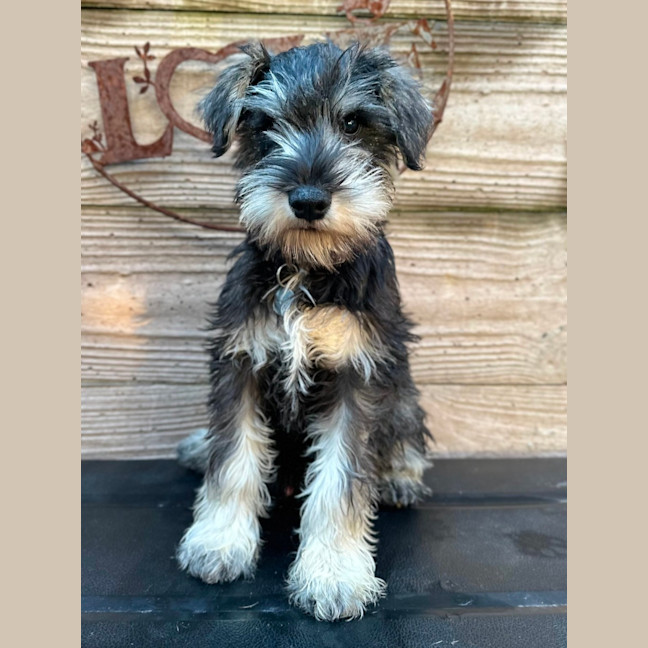 Photo of Tizzee
