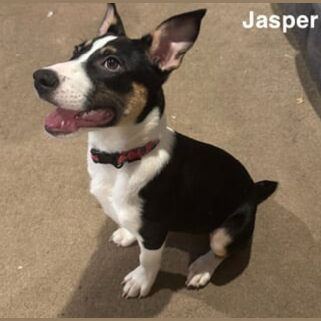 Photo of Jasper