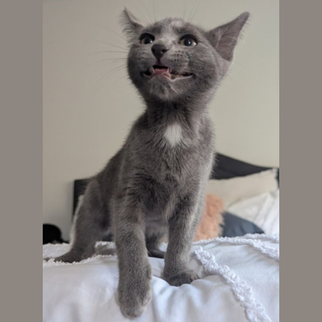 Photo of Nova