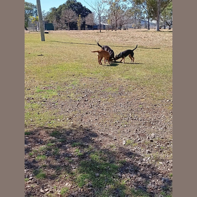 Photo of Sheba