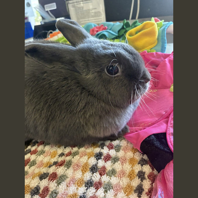 Photo of Mao Mao (Bonded With Tofu)