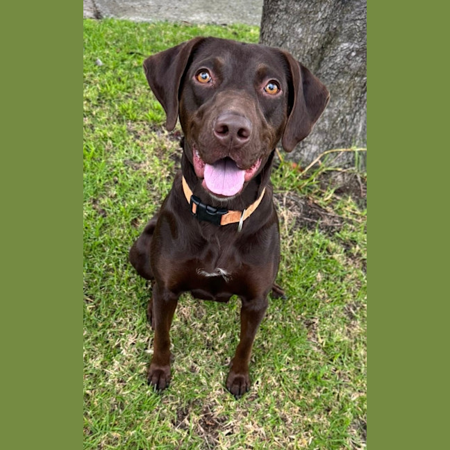 Photo of Marley