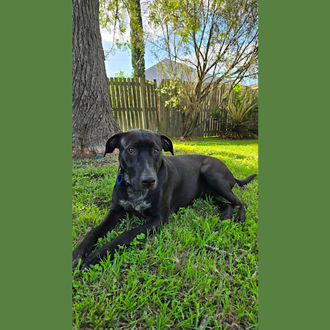 Photo of Magnum *$150 Adoption Fee*