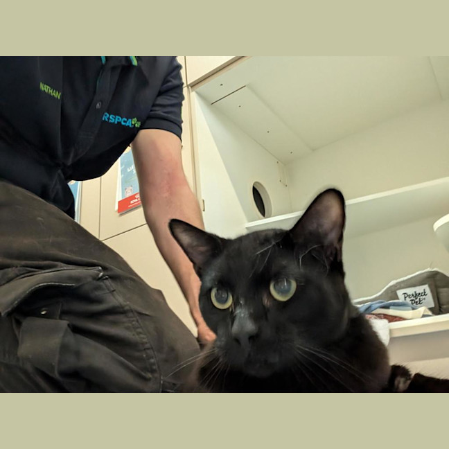 Photo of Gus Binx