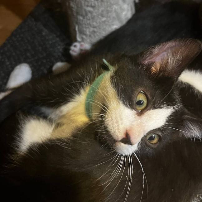 Photo of Clawdia