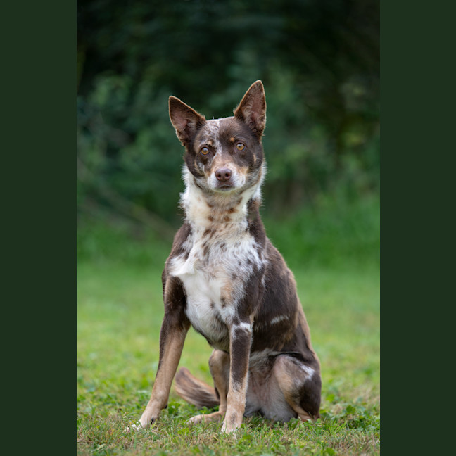 Photo of Bindi