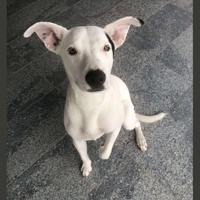 Photo of Toby