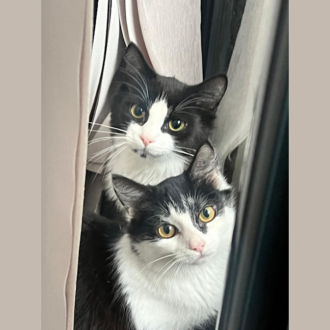 Photo of Scotty & Rosie