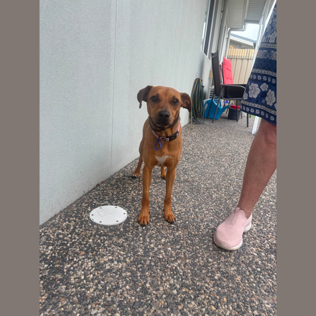 Photo of Gracie   2 Year Old Mixed Breed