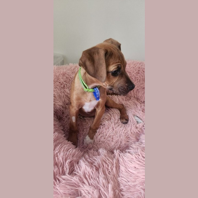 Photo of Paisley   5 Month Old Kelpie X Jack Russell