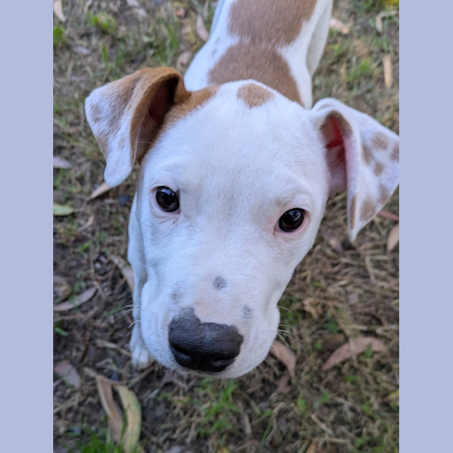 Photo of Watson