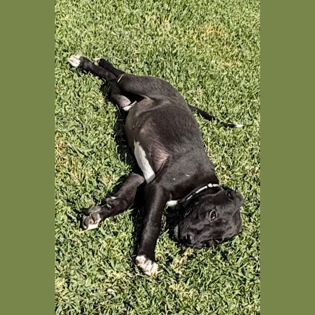 Photo of Guiness