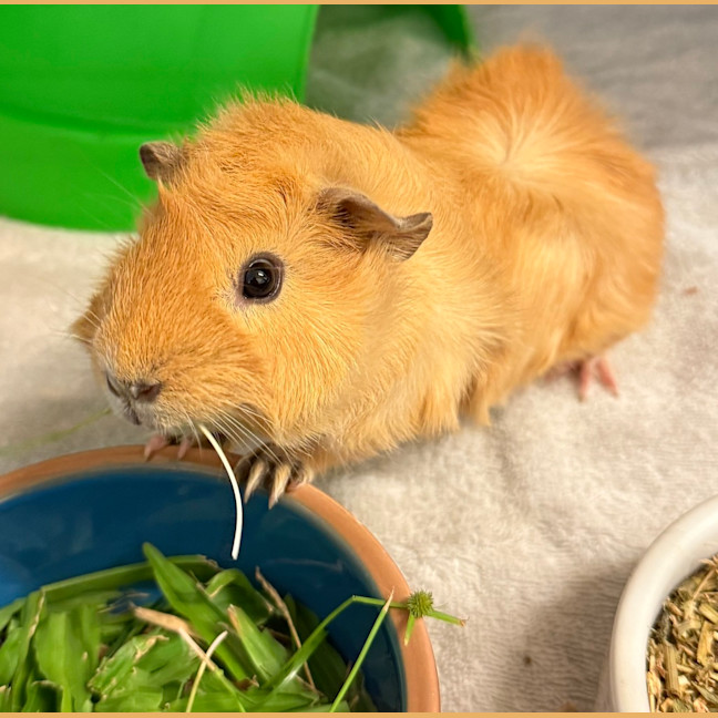 Photo of Pumpkin