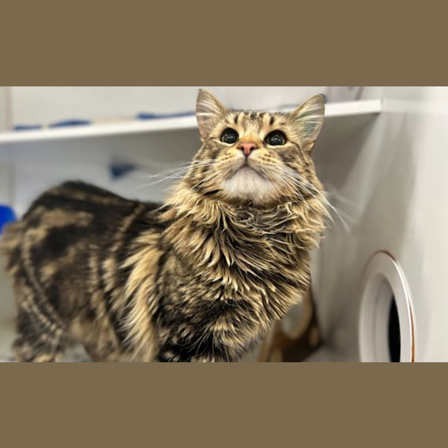Photo of Merlin