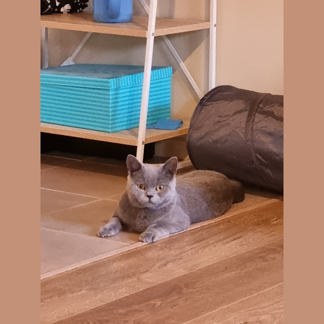 Photo of Frank