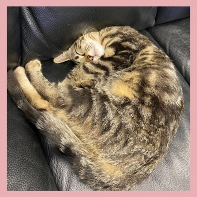 Photo of Biscuit