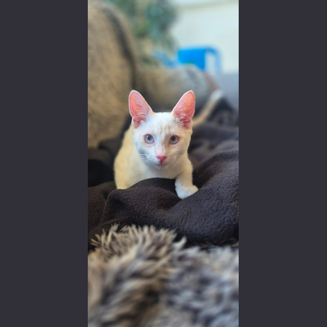 Photo of Bluey