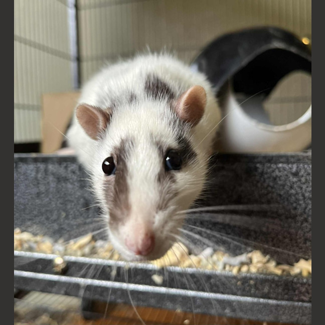 Photo of Galaxy & Apollo