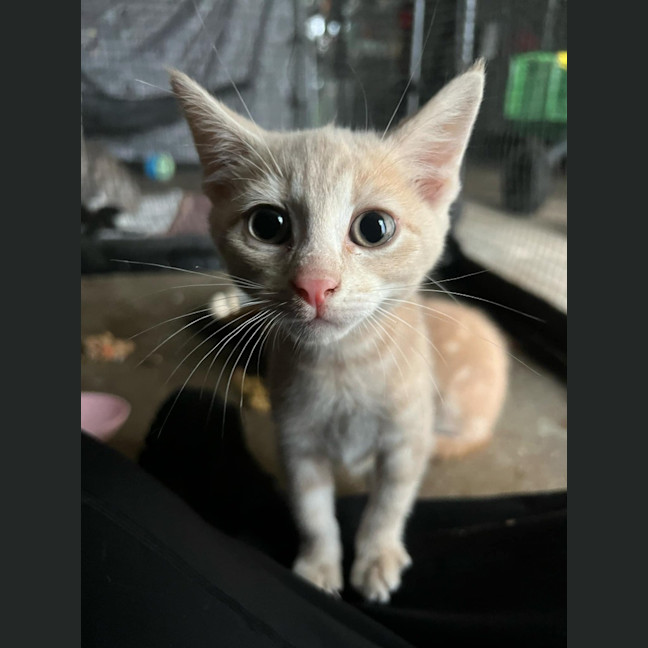 Photo of Simba