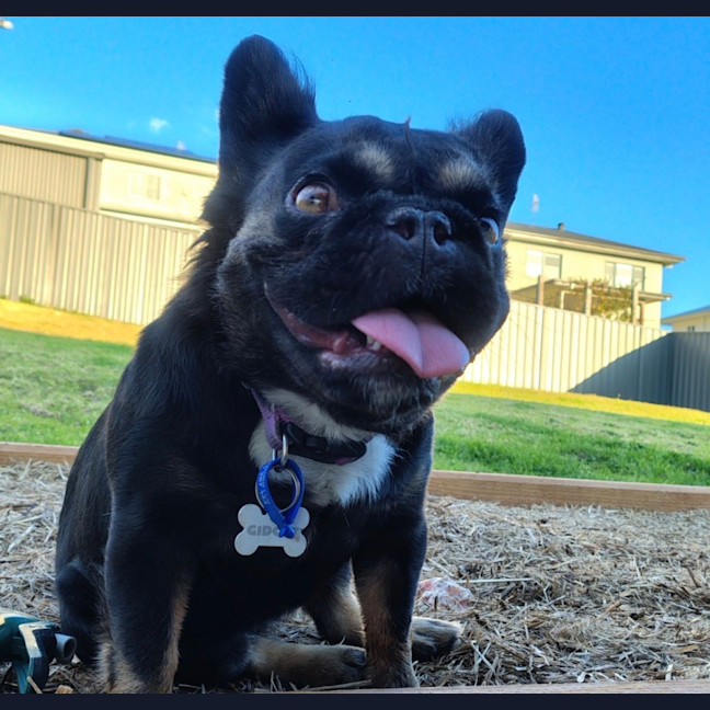 Photo of Gidget   3 Year Old French Bulldog