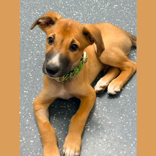 Biscoff - Medium Male Australian Kelpie Mix Dog in QLD - PetRescue