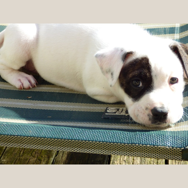 Photo of Tilli/Scout