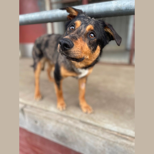 Photo of Buddy