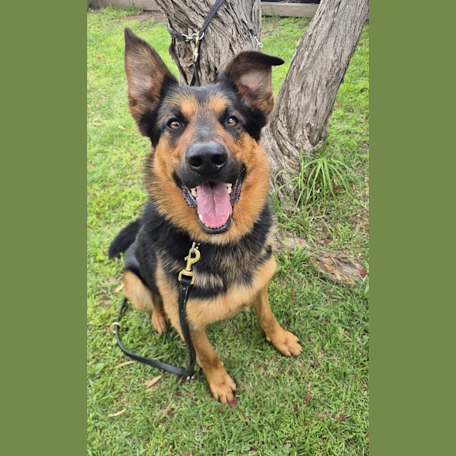 Photo of Hercules (66966)