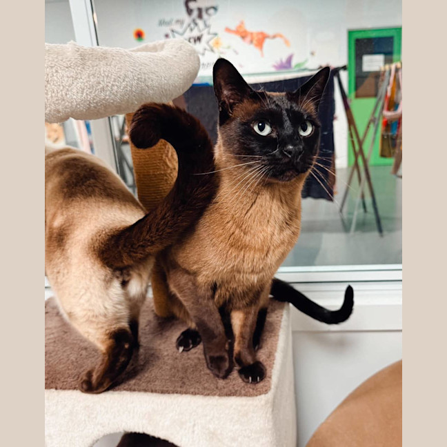 Photo of Loki (And Thomas)