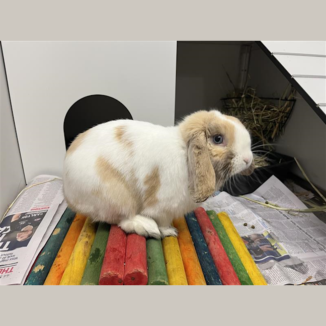 Photo of Hudson Junior