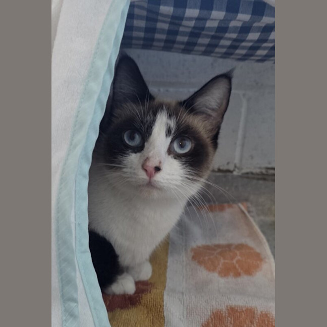 Photo of Bandit