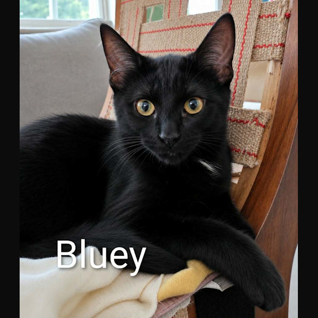 Photo of Bluey & Bingo 