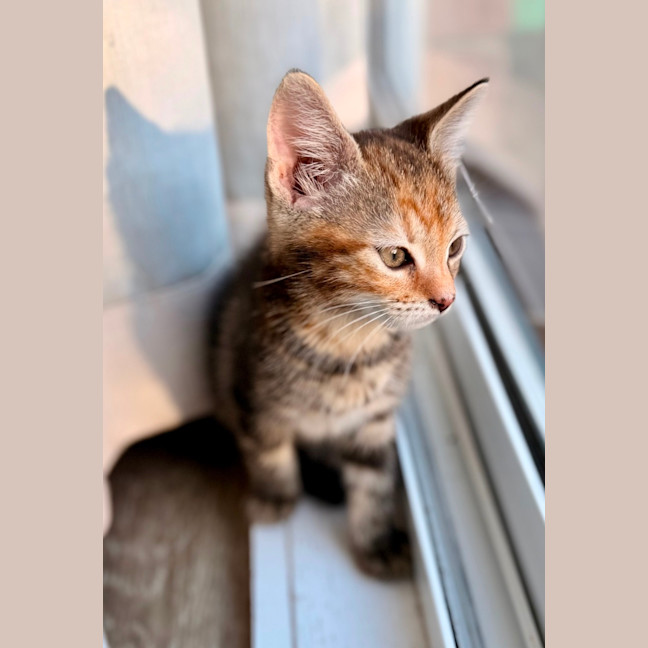 Photo of Aries 