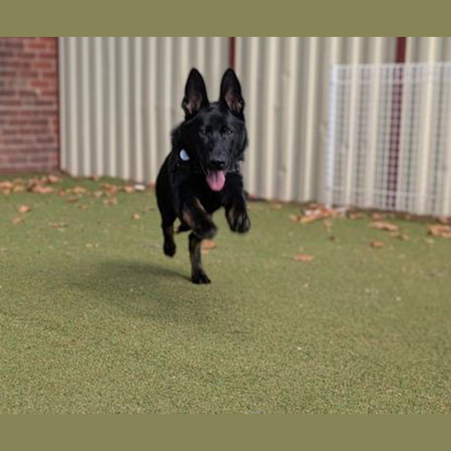 Photo of Bramble
