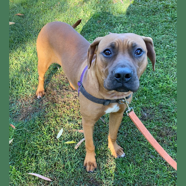 Photo of Benji