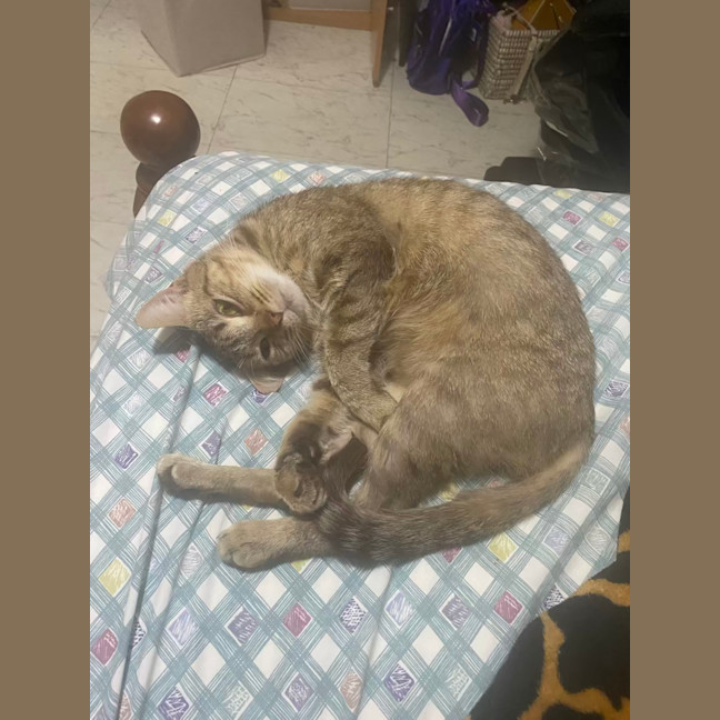 Photo of Honey