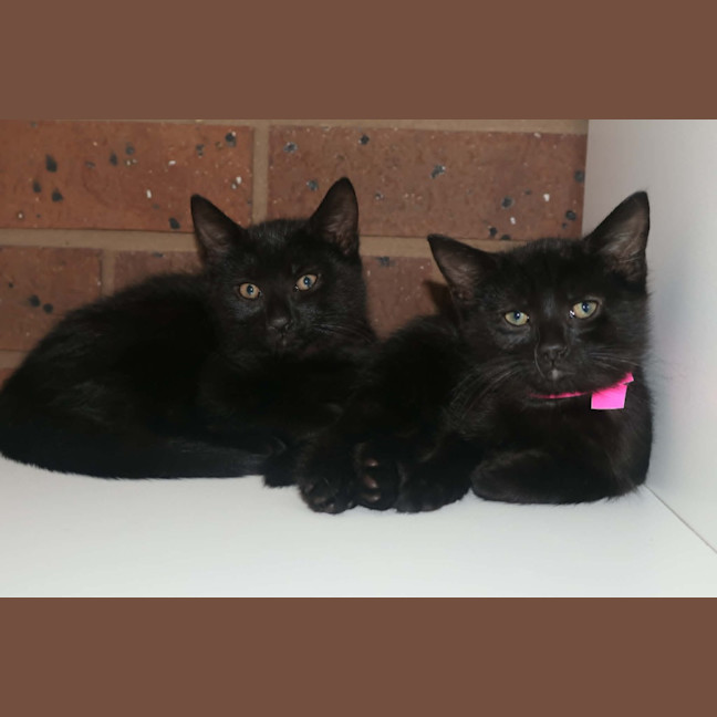 Photo of Soot