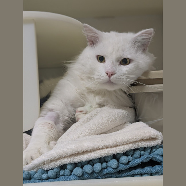 Photo of 🌲 Birch 6413 🌲