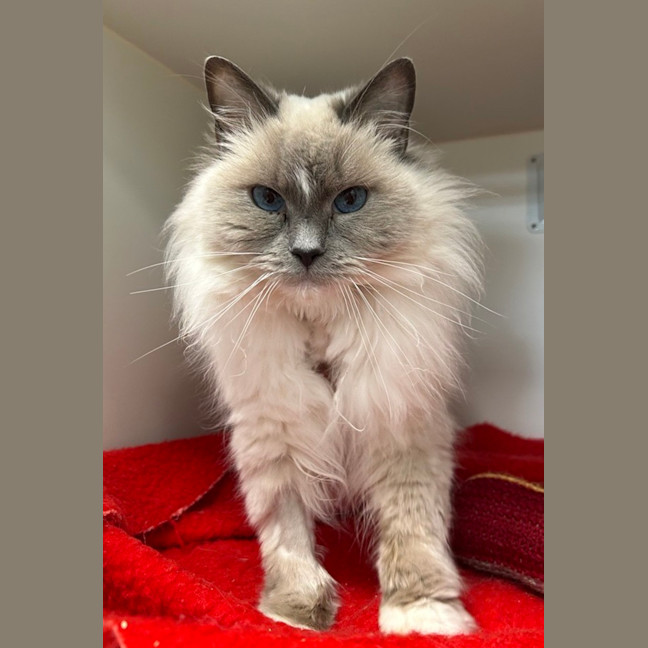 Photo of Lulu
