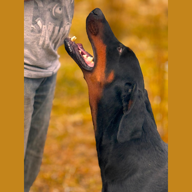 Photo of Ms A Von Dobermann