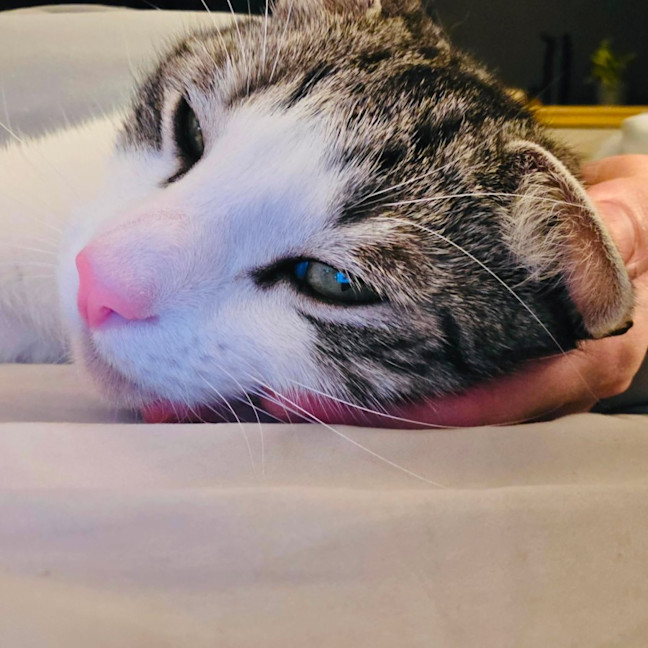 Photo of Cassian   In Foster Care In Melbourne