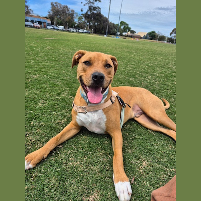 Photo of Rusty