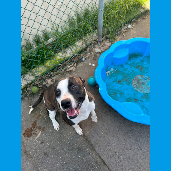 Photo of Stella