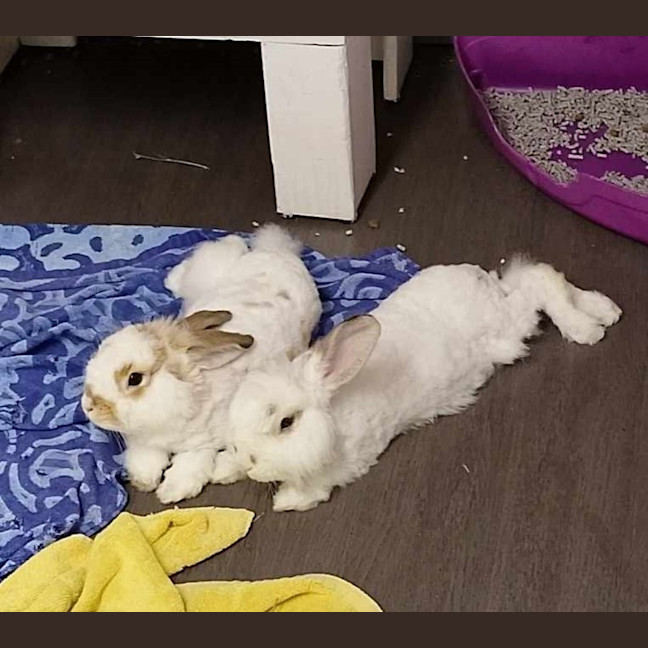 Photo of Benny & Bicky