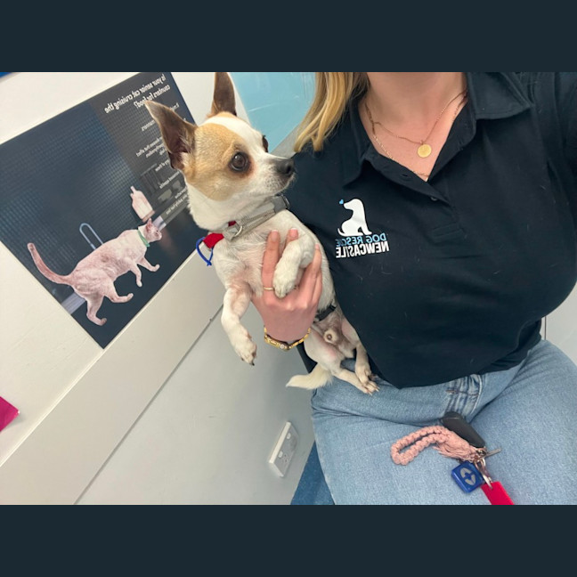 Photo of Taco   5 Year Old Chihuahua